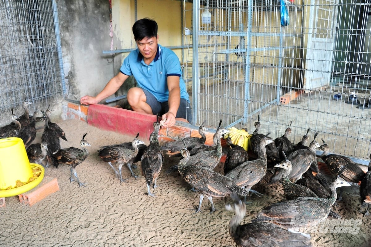 មន្ត្រីពេទ្យសត្វនៅទីក្រុងកឹនថើណែនាំកសិករចិញ្ចឹមសត្វអំពីការធានាការចាក់វ៉ាក់សាំងពេញលេញ ដែលរួមចំណែកដល់ការការពារសត្វពាហនៈ និងស្ថិរភាពផលិតកម្ម។ រូបថត៖ ឡេ ហ្វាងវូ។ Cán bộ thú y TP Cần Thơ hướng dẫn người chăn nuôi tiêm phòng đầy đủ, góp phần bảo vệ đàn vật nuôi và ổn định sản xuất. Ảnh: Lê Hoàng Vũ.