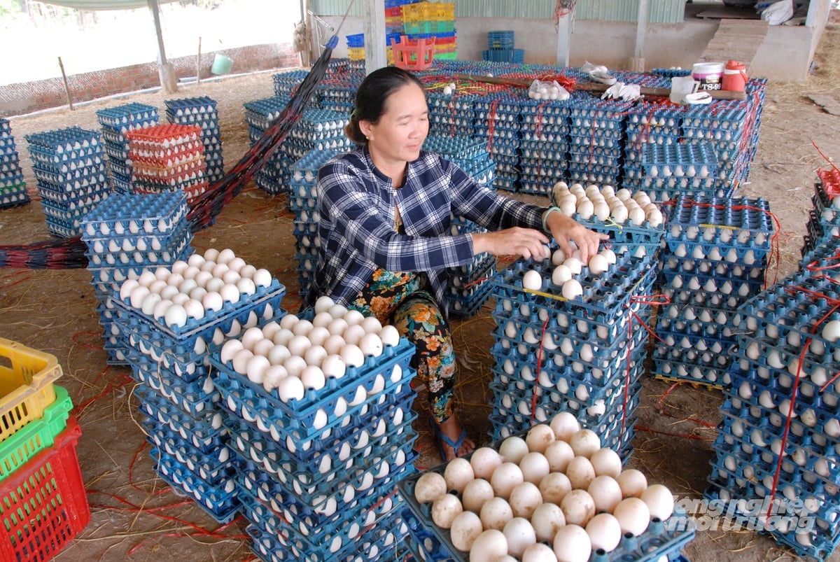 គ្រួសារ និងអាជីវកម្មជាច្រើននៅក្នុងទីក្រុងកឹនថើ កំពុងវិនិយោគលើការពង្រីកទំហំរបស់ពួកគេ ភ្ជាប់ផលិតកម្ម និងការប្រើប្រាស់ ព្រមទាំងបង្កើនតម្លៃនៃឧស្សាហកម្មចិញ្ចឹមសត្វ។ រូបថត៖ ឡេ ហ្វាងវូ។ Nhiều hộ và doanh nghiệp tại TP Cần Thơ đầu tư mở rộng quy mô, liên kết sản xuất, tiêu thụ, nâng cao giá trị ngành chăn nuôi. Ảnh: Lê Hoàng Vũ.