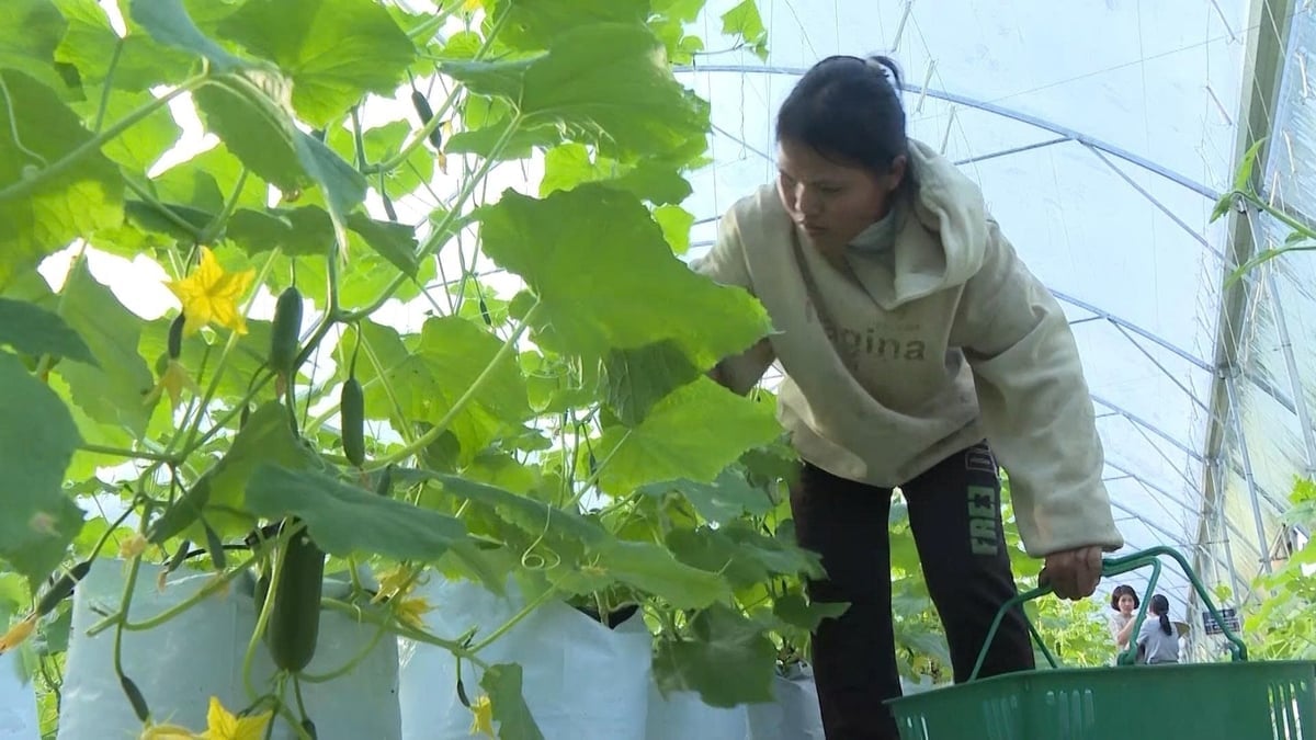 ខេត្តក្វាងង៉ាយទាំងមូលបច្ចុប្បន្នមានផ្ទៃដីប្រហែល ៨២ ហិកតានៃបន្លែ ផ្កា និងផ្លែឈើដែលផលិតនៅក្នុងផ្ទះកញ្ចក់ ផ្ទះសំណាញ់ និងផ្ទះកញ្ចក់។ រូបថត៖ V.H. Toàn tỉnh Quảng Ngãi hiện có khoảng 82ha rau, hoa và trái cây sản xuất trong nhà màng, nhà lưới, nhà kính. Ảnh: V.H.