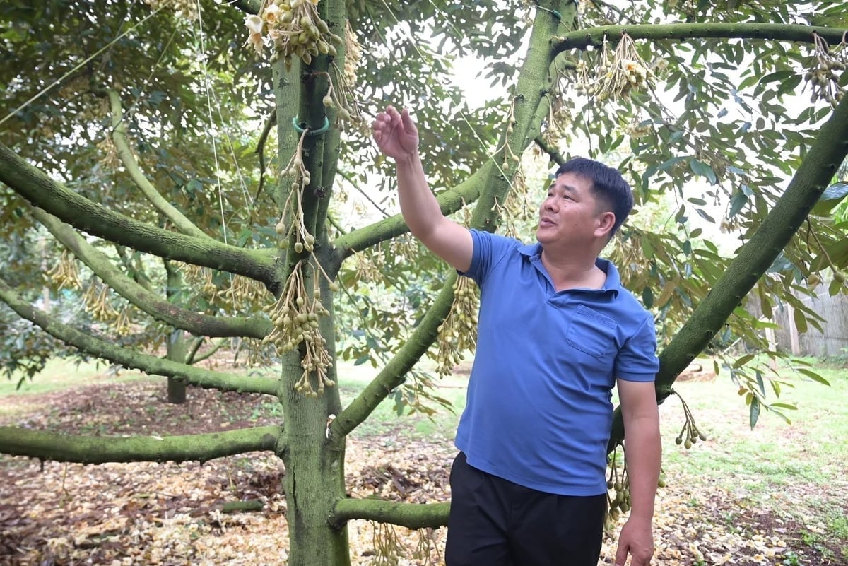 ផលិតកម្មកសិកម្មសរីរាង្គនៅខេត្តដាក់ឡាក់មានការវិវឌ្ឍវិជ្ជមានក្នុងប៉ុន្មានឆ្នាំថ្មីៗនេះ។ រូបថត៖ ផាម ហ្វាយ។ Sản xuất nông nghiệp hữu cơ ở Đắk Lắk có những chuyển biến tích cực những năm gần đây. Ảnh: Phạm Hoài.