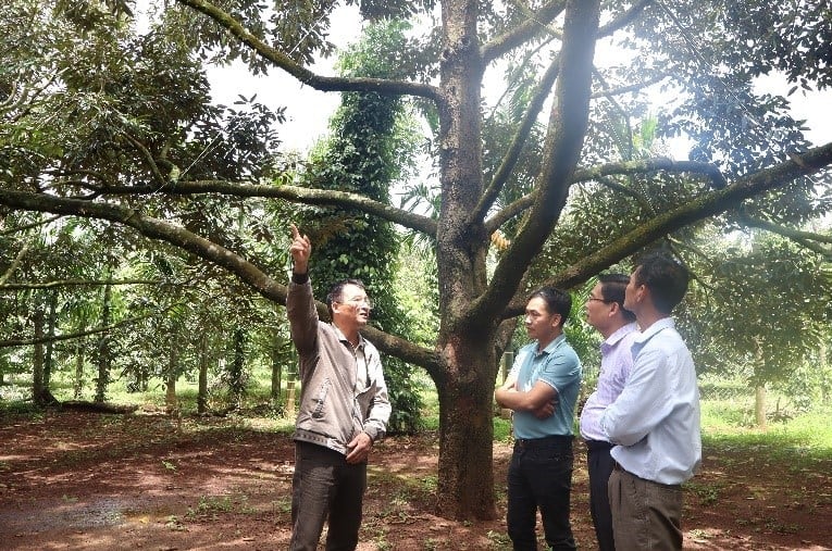 ការផ្លាស់ប្តូរបច្ចេកទេសលើការដាំដុះទុរេនសរីរាង្គនៅចម្ការទុរេនមួយកន្លែងក្នុងភូមិហ័រថាញ ឃុំអៀខ្នឿក ខេត្តដាក់ឡាក់។ រូបថត៖ KNĐL។ Trao đổi kỹ thuật canh tác sầu riêng hữu cơ tại vườn sầu riêng thuộc thôn Hòa Thành, xã Ea Knuêc, tỉnh Đắk Lắk. Ảnh: KNĐL.