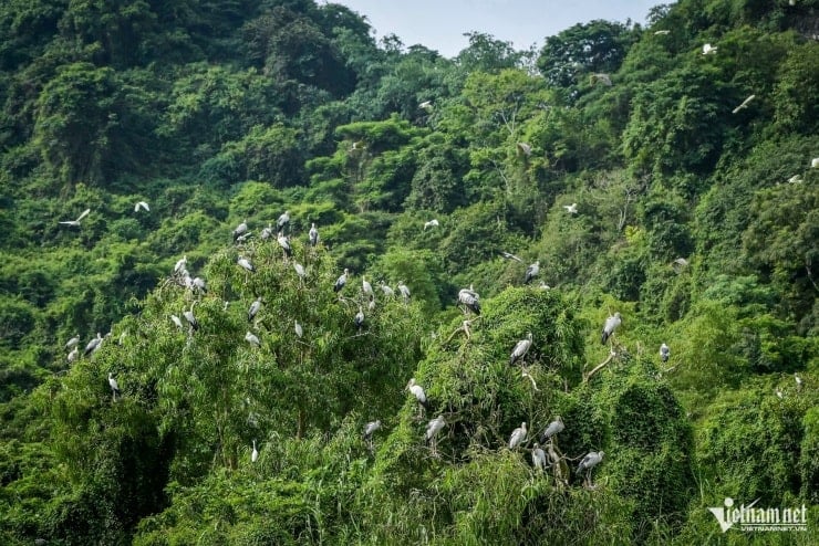 Vườn chim Thung Nham nằm trong khu du lịch sinh thái thuộc quần thể danh thắng Tràng An, Ninh Bình.