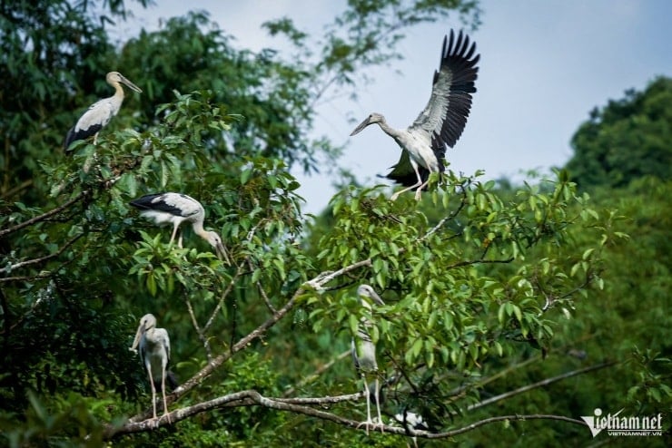 Mỗi loài chim như hạc, diệc, cò, vạc có môi trường sống riêng tại các vách núi hoặc bụi tre.