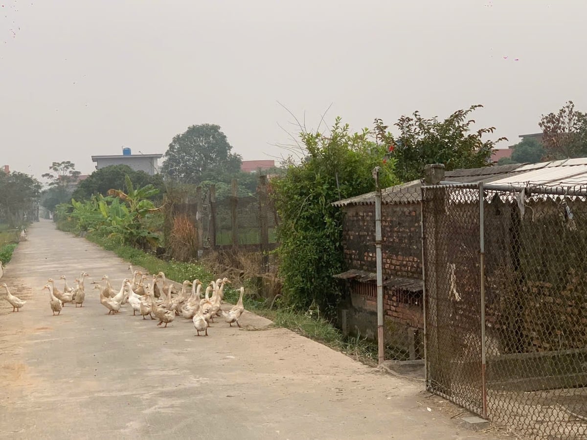 Ve skutečnosti je drobný chov hospodářských zvířat rozptýlený v obytných oblastech stále běžný, což vede k obtížím s kontrolou veterinární hygieny. Foto: Mai Dan.