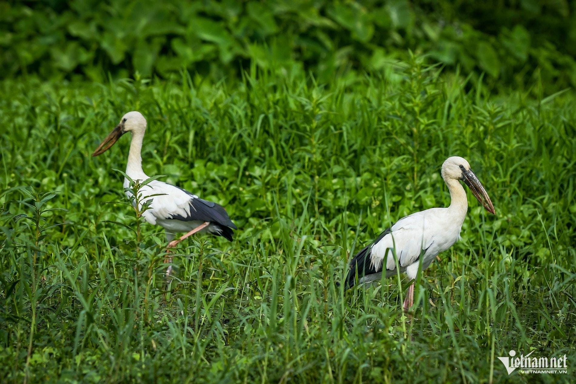 ច្រាំងថ្មចោទខ្ពស់ៗជាជម្រករបស់សត្វក្រៀល និងសត្វក្រៀល។