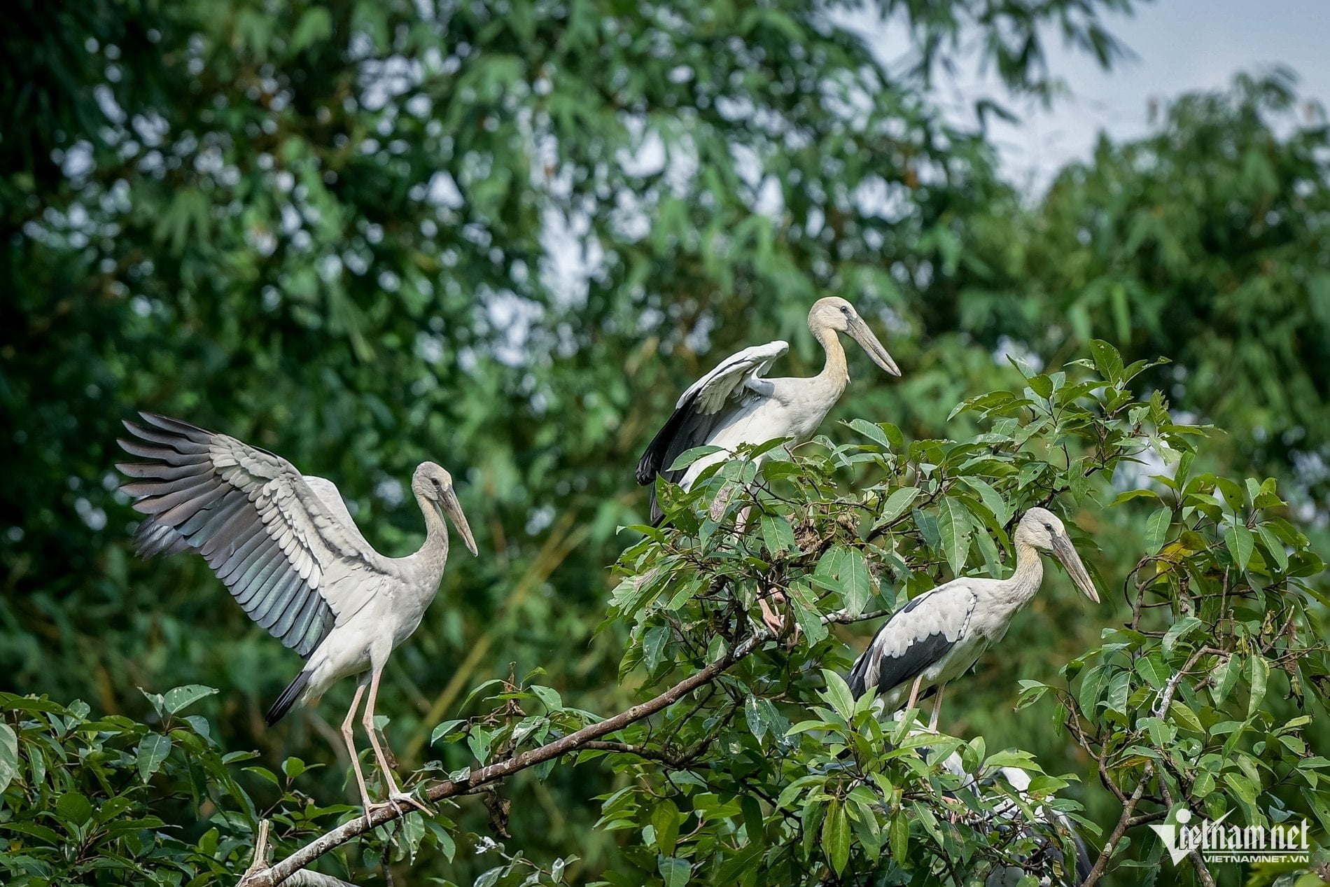 ភ្ញៀវទេសចរជិះទូកចុះតាមបឹងទៀនដើម្បីទស្សនាទីជម្រកសត្វស្លាប។