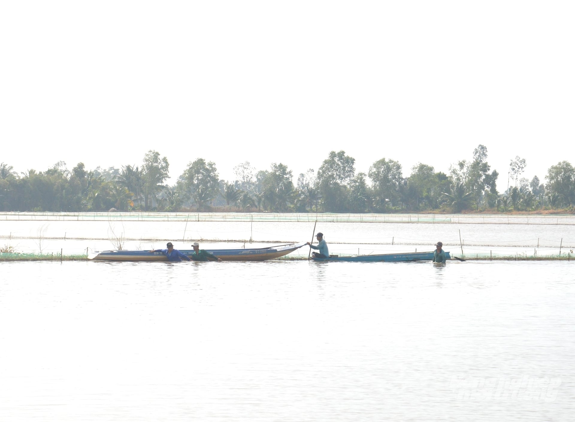 Mô hình vây lưới nuôi cá đăng quầng trên ruộng lúa, tạo sinh kế mùa nước nổi, giúp nhiều hộ nông dân xã Vĩnh Hòa Hưng có thêm thu nhập, vươn lên thoát nghèo. Ảnh: Trung Chánh.