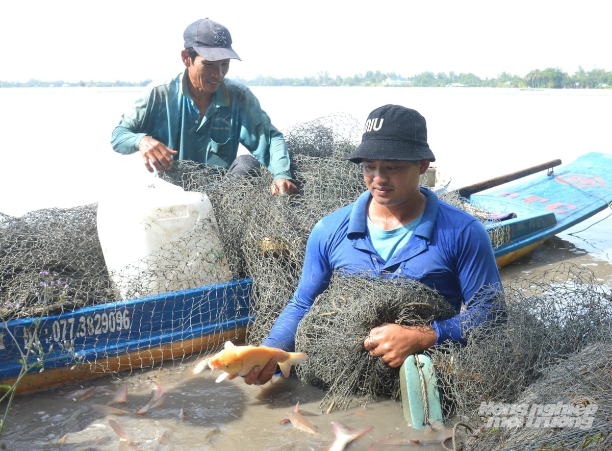 Mô hình nuôi cá ruộng có chi phí đầu tư thấp, dễ thực hiện, xã Vĩnh Hòa Hưng đặt mục tiêu mở ruộng diện tích nuôi lên ít nhất 400 ha, tạo sinh kế, tạo thêm thu nhập cho người dân trong những tháng nông nhàn. Ảnh: Trung Chánh.
