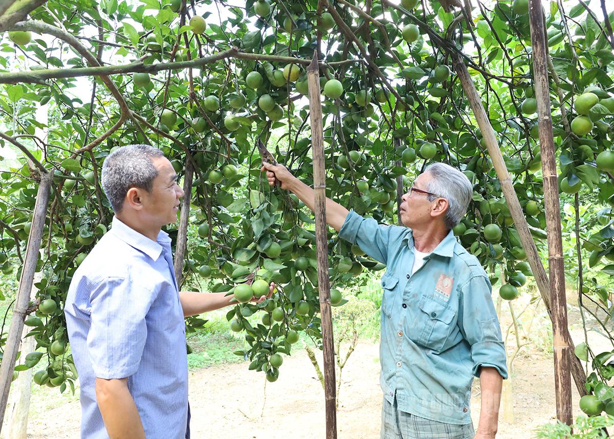 Encik Hoang Cong Khanh (kanan) berbincang dengan pegawai komune tentang keberkesanan pengeluaran di dusun orennya, yang sedang dituai.