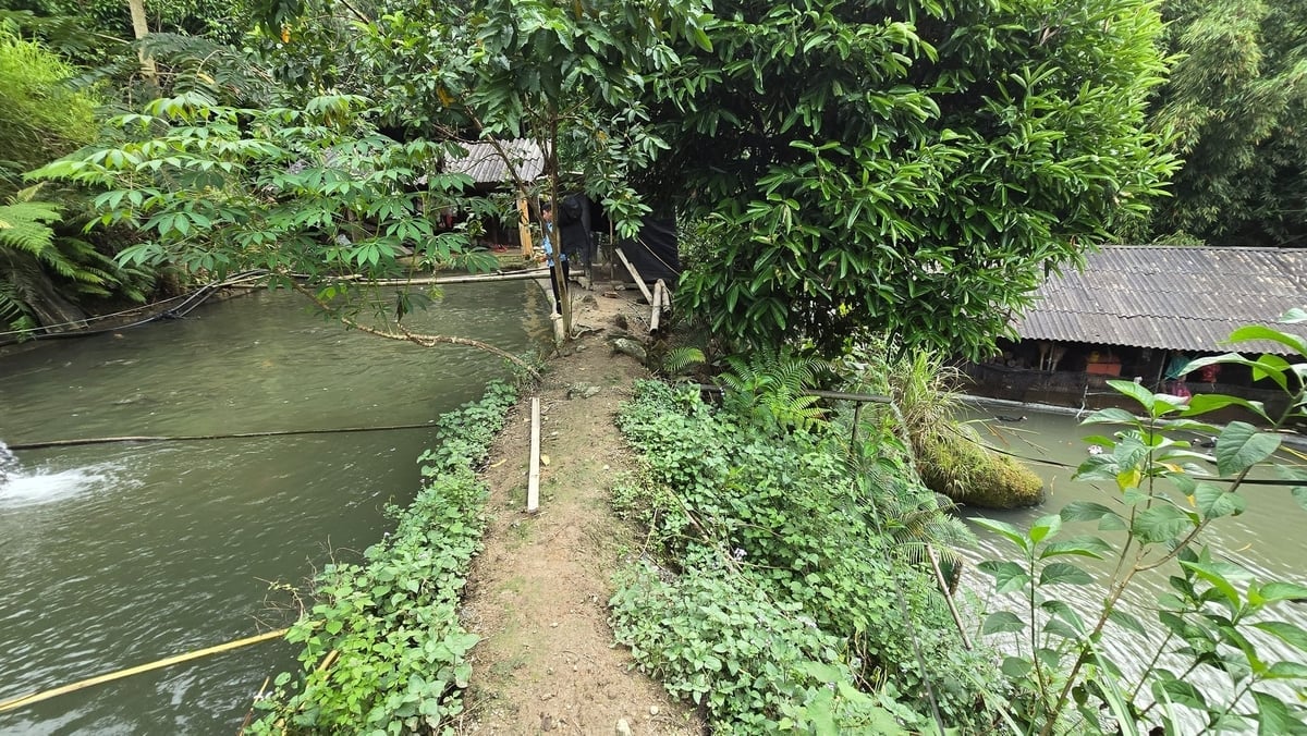 ຮູບແບບໜອງລ້ຽງປານ້ຳຈືດສອງຊັ້ນຢູ່ເທິງພູຂອງນາງ ເຟືອງ ມຸຍ ເຄ. ພາບ: K. Trung. Mô hình ao 2 tầng nuôi cá nước ngọt trên núi của chị Phượng Mùi Khé. Ảnh: K.Trung.