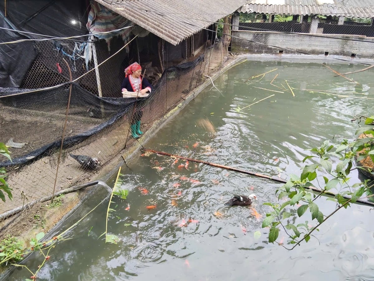 ເປັດ ແລະ ປາຢູ່ຮ່ວມກັນຢ່າງສະຫງົບສຸກໃນໜອງນ້ຳສອງຊັ້ນຂອງນາງ ເຟືອງ ມຸຍ ເຄ. ພາບ: K. Trung. Ngan - cá chung sống hòa bình trong ao 2 tầng của chị Phượng Mùi Khé. Ảnh: K.Trung.