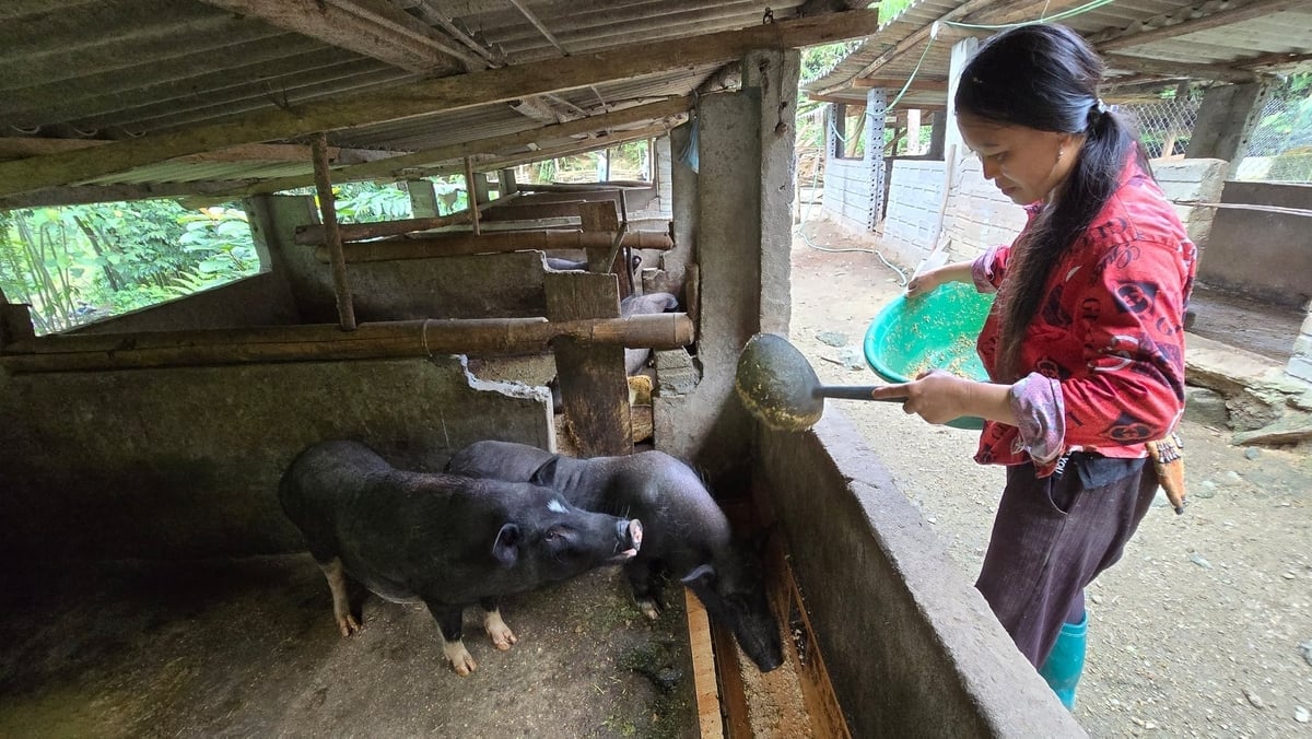 ຮູບແບບການລ້ຽງສັດແບບປະສົມປະສານຂອງຄອບຄົວນາງ ເຟືອງມຸຍເຄ ແມ່ນຕົວຢ່າງໃນຕາແສງໂຮ່ເທົາ. ພາບ: ກ. ຈຸງ. Mô hình vườn - ao - chuồng của gia đình chị Phượng Mùi Khé là mô hình mẫu ở xã Hồ Thầu. Ảnh: K.Trung.