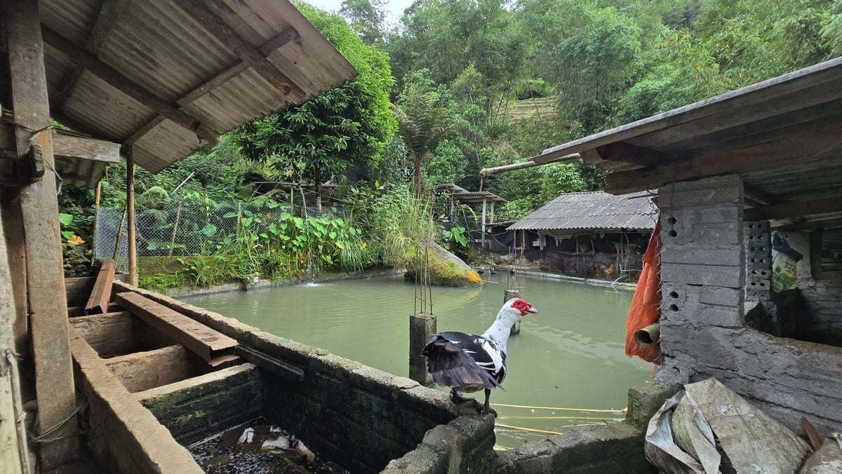 ຮູບແບບການລ້ຽງສັດແບບວົງຈອນປິດ ແລະ ນິເວດວິທະຍາຂອງທ່ານນາງ ເຟືອງ ມຸຍ ເຄ. ຮູບພາບ: K. Trung. Mô hình chăn nuôi sinh thái, khép kín của chị Phượng Mùi Khé. Ảnh: K.Trung.