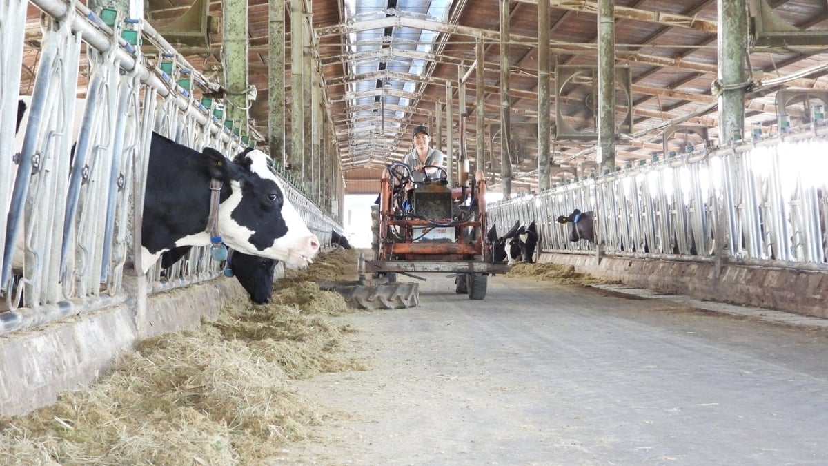 Quy trình vắt sữa khép kín tại trang trại bò sữa Anova Agri giúp kiểm soát vệ sinh và phòng dịch hiệu quả. Ảnh: Trần Phi.