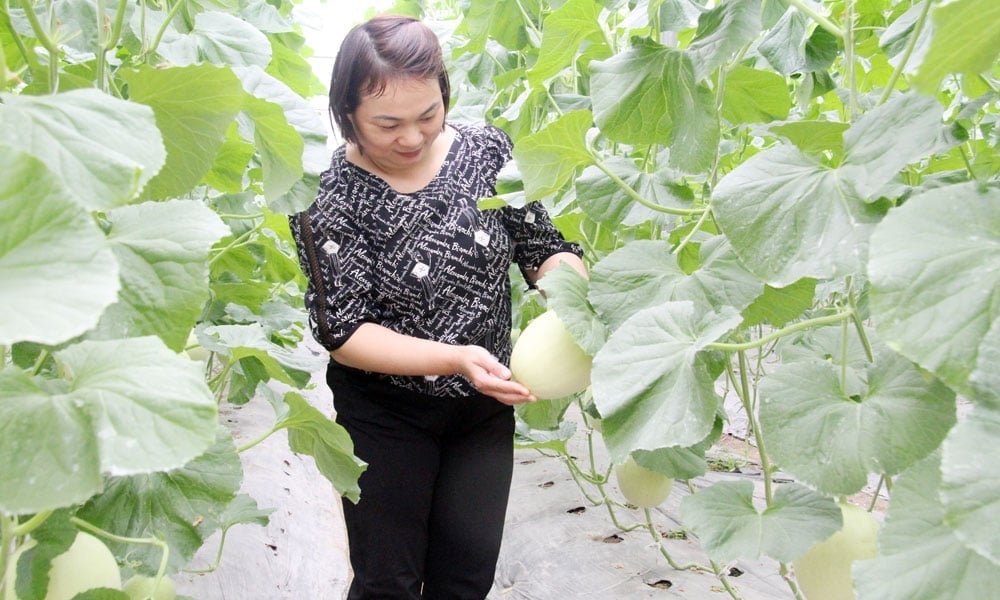 Mô hình liên kết trồng dưa lưới của gia đình chị Tống Thị Lập. Ảnh: Phạm Minh.