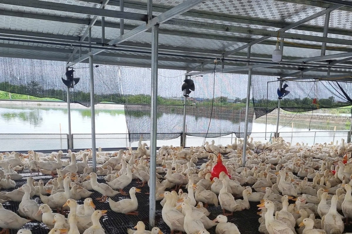 Chăn nuôi khu vực ven đô ở Hải Phòng đang chuyển mình tích cực. Ảnh: Đinh Mười.