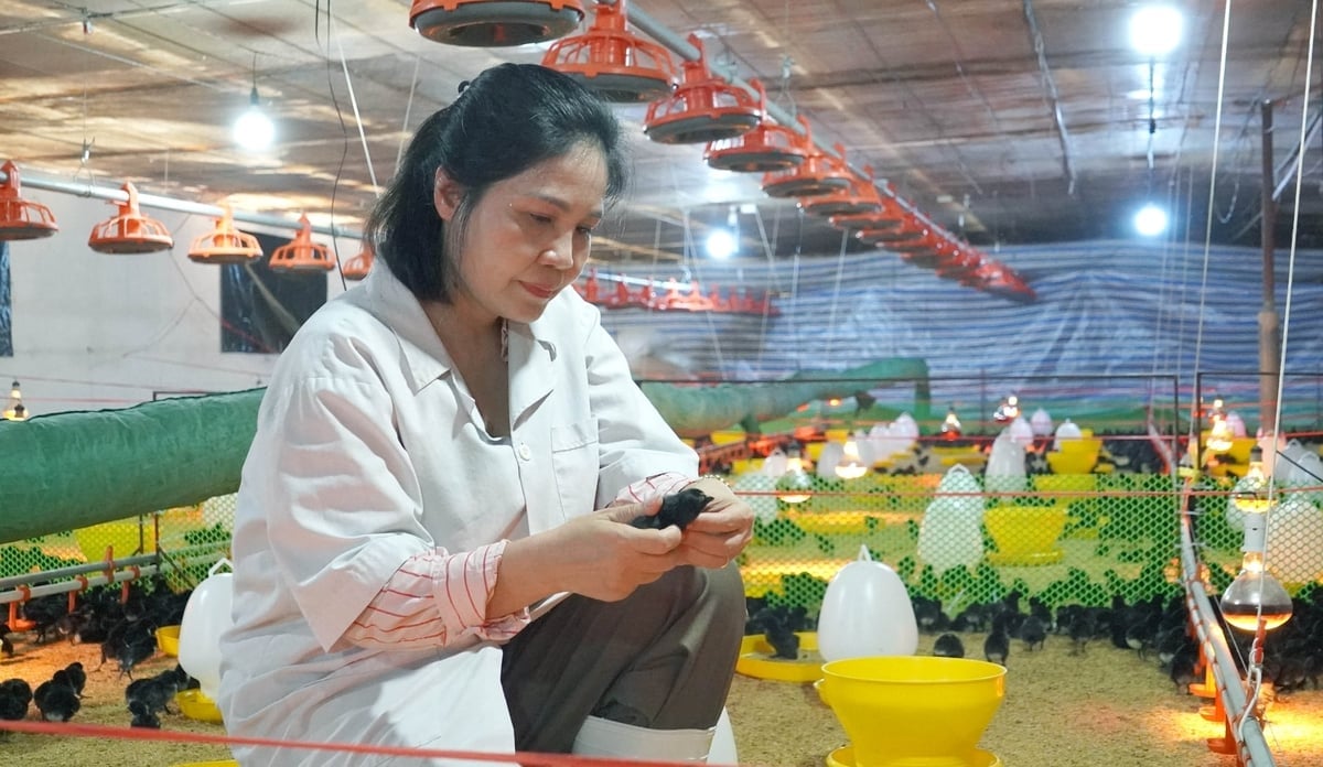 Bà Phạm Thị Thanh Bình: 'Xử lý chuồng trại đúng an toàn sinh học theo hướng dẫn là đã nắm chắc tới 80% hiệu quả chăn nuôi'. Ảnh: Lê Bình.