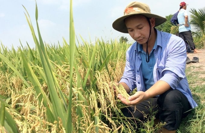 17 Aralık 2025 tarihli en son pirinç fiyatı güncellemesi. Cập nhật giá lúa gạo hôm nay 17/12/2025 mới nhất