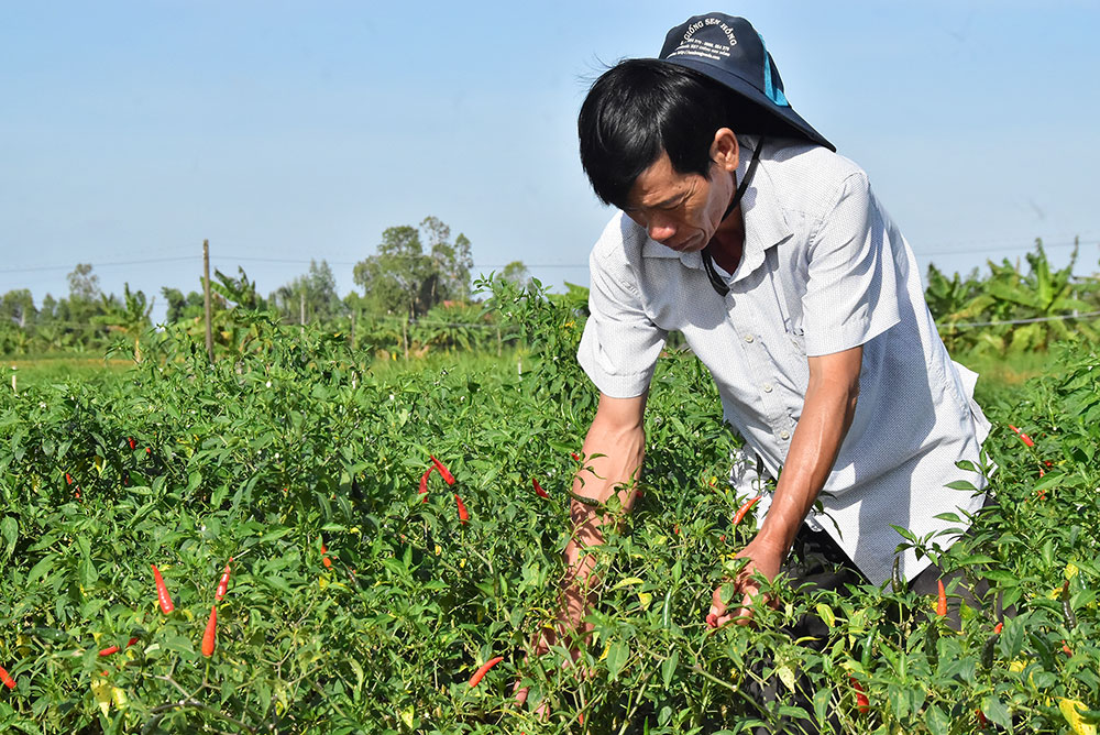 Bauer Nguyen Van A erntet Chilischoten.