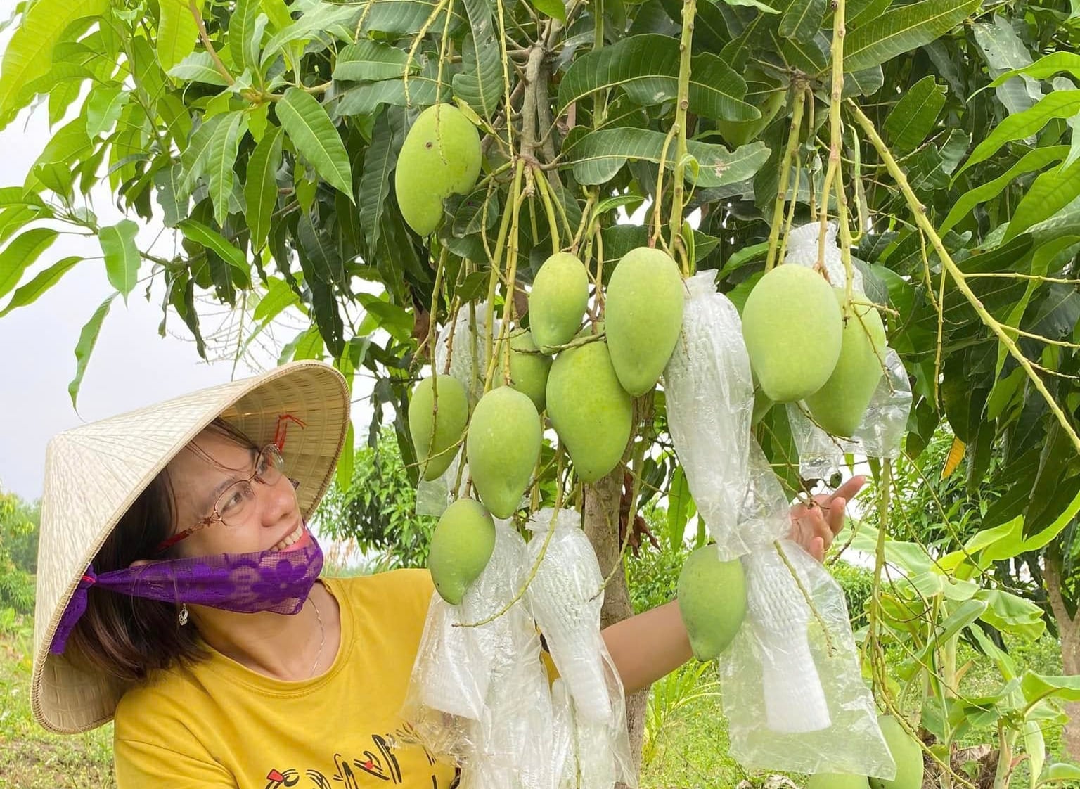 Tỉnh Khánh Hòa sẽ thực hiện đề án 'Sản xuất giảm phát thải lĩnh vực trồng trọt'. Ảnh: KS.