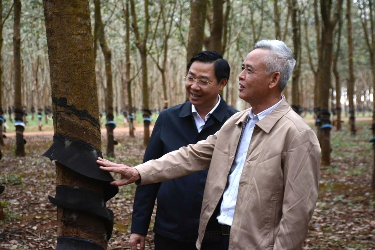 Ông Hà Công Tuấn (phải), nguyên Thứ trưởng Bộ NN-PTNT, Chủ tịch Hội Khoa học Kinh tế nông nghiệp và Phát triển nông thôn Việt Nam, thăm và làm việc tại Công ty TNHH MTV Cao su Chư Sê ngày 8/12/2025. Ảnh: Văn Vĩnh.