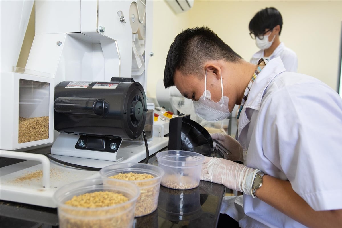 Trong phòng thí nghiệm nghiên cứu các giống lúa chịu hạn, chịu mặn ở đồng bằng sông Cửu Long. Ảnh: Báo ảnh Việt Nam.