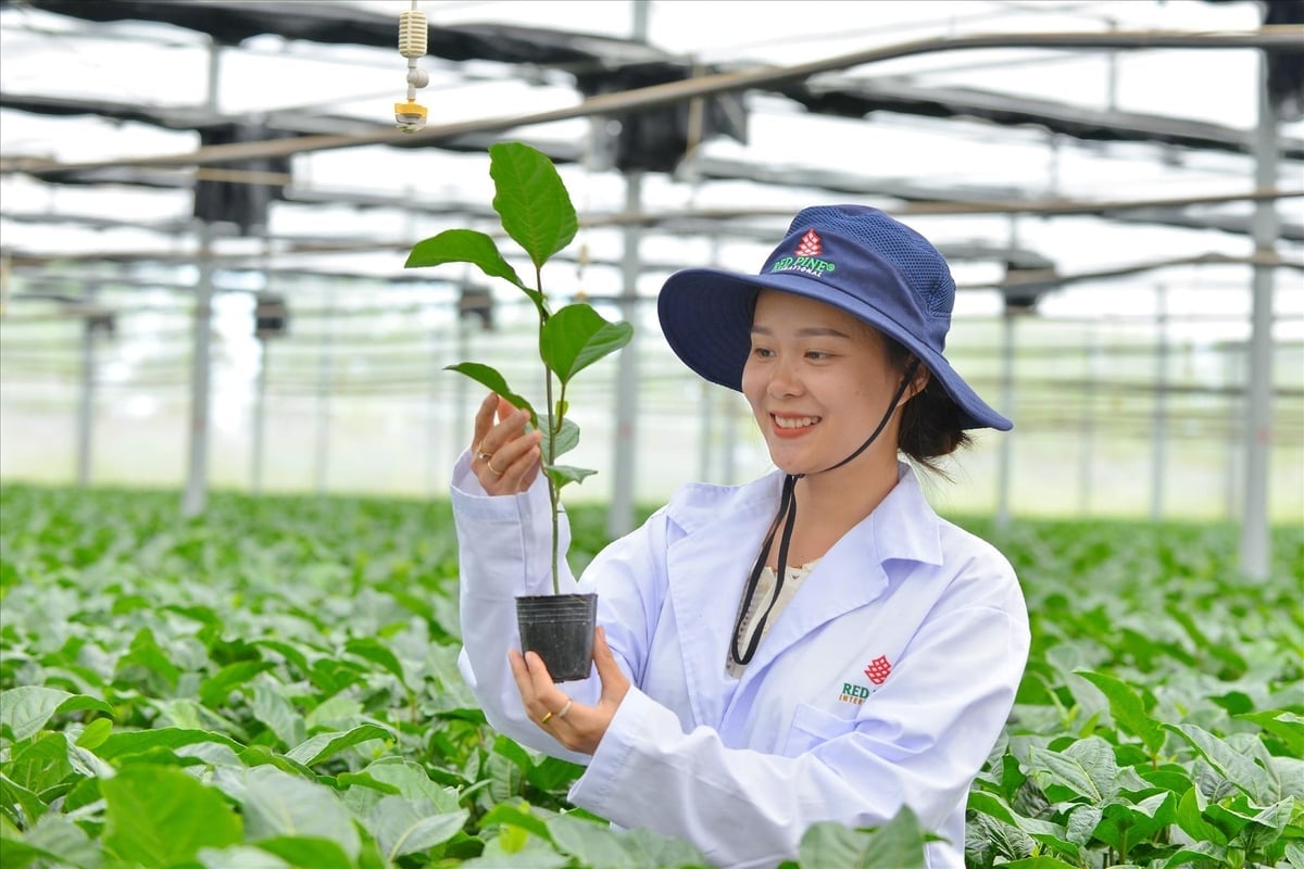 Hướng đi bền vững của ngành chanh dây xuất khẩu Tây Nguyên (Gia Lai ). Ảnh: Thanh Hòa/Báo ảnh Việt Nam.