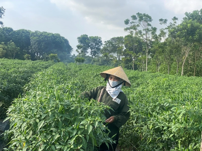 ឆ្នាំដំណាំរដូវរងា ២០២៥-២០២៦៖ ឱកាស និងបញ្ហាប្រឈមជាច្រើន (ផ្នែកទី ២)៖ តម្លៃកសិកម្មកើនឡើងខ្ពស់ និងសម្ពាធក្នុងការគ្រប់គ្រងខ្សែសង្វាក់ផ្គត់ផ្គង់