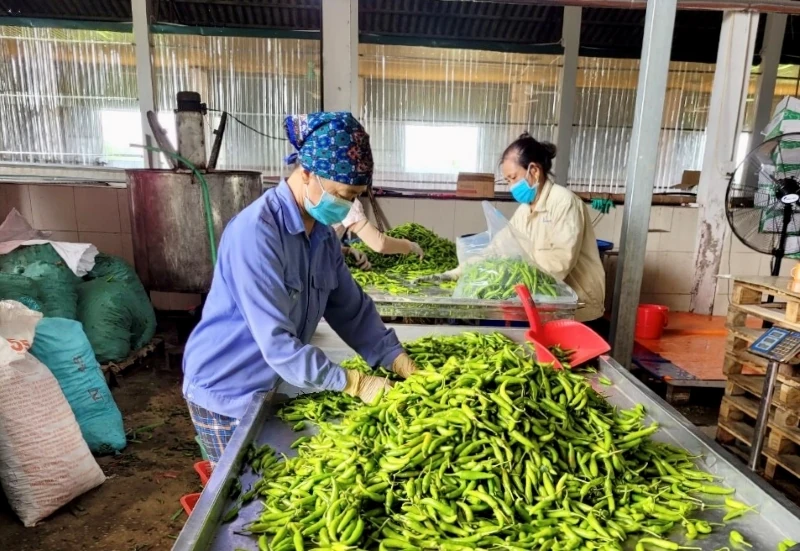 ឆ្នាំដំណាំរដូវរងា ២០២៥-២០២៦៖ ឱកាស និងបញ្ហាប្រឈមជាច្រើន (ផ្នែកទី ២)៖ តម្លៃកសិកម្មកើនឡើងខ្ពស់ និងសម្ពាធក្នុងការគ្រប់គ្រងខ្សែសង្វាក់ផ្គត់ផ្គង់