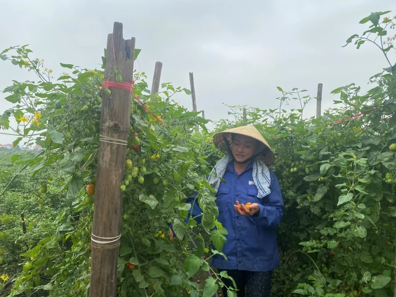 ឆ្នាំដំណាំរដូវរងា ២០២៥-២០២៦៖ ឱកាស និងបញ្ហាប្រឈមជាច្រើន (ផ្នែកទី ២)៖ តម្លៃកសិកម្មកើនឡើងខ្ពស់ និងសម្ពាធក្នុងការគ្រប់គ្រងខ្សែសង្វាក់ផ្គត់ផ្គង់