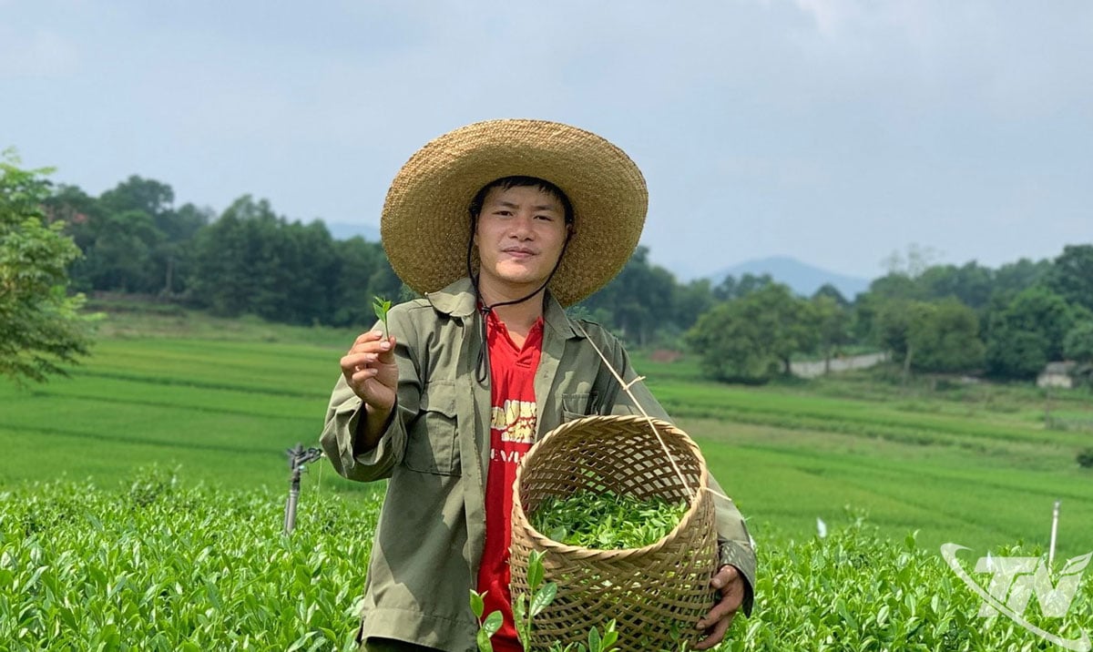 លោក ឡេ សឺន ហៃ មានចំណង់ចំណូលចិត្តក្នុងការថែរក្សាតម្លៃនៃតែស្អាត និងបន្តសរសេររឿងរ៉ាវនៃការច្នៃប្រឌិតសម្រាប់តែតាន់កាង។