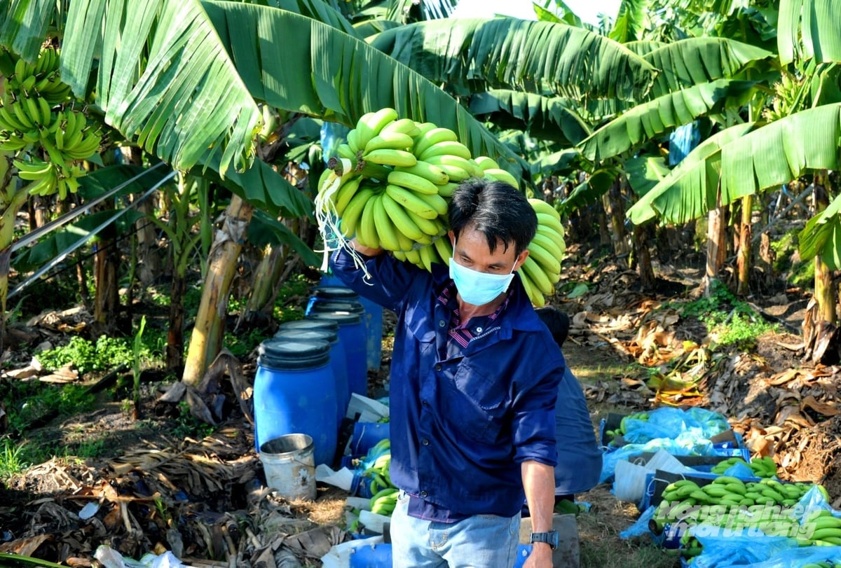 Nông dân An Giang thu hoạch chuối tại vùng chuyển đổi đất lúa kém hiệu quả sang cây ăn trái, góp phần nâng cao thu nhập và thích ứng với biến đổi khí hậu. Ảnh: Lê Hoàng Vũ.