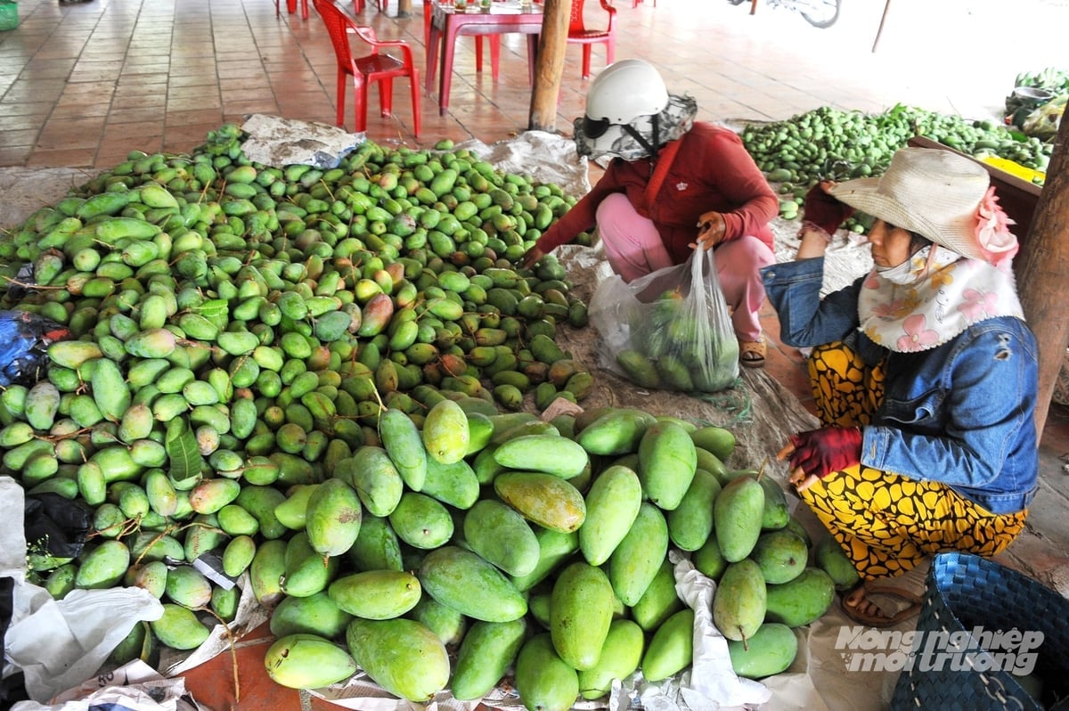Xoài An Giang được thu mua, phân loại tại điểm tập kết sau thu hoạch, phục vụ tiêu thụ trong nước và xuất khẩu, tạo đầu ra ổn định cho vùng chuyển đổi cây trồng. Ảnh: Lê Hoàng Vũ.