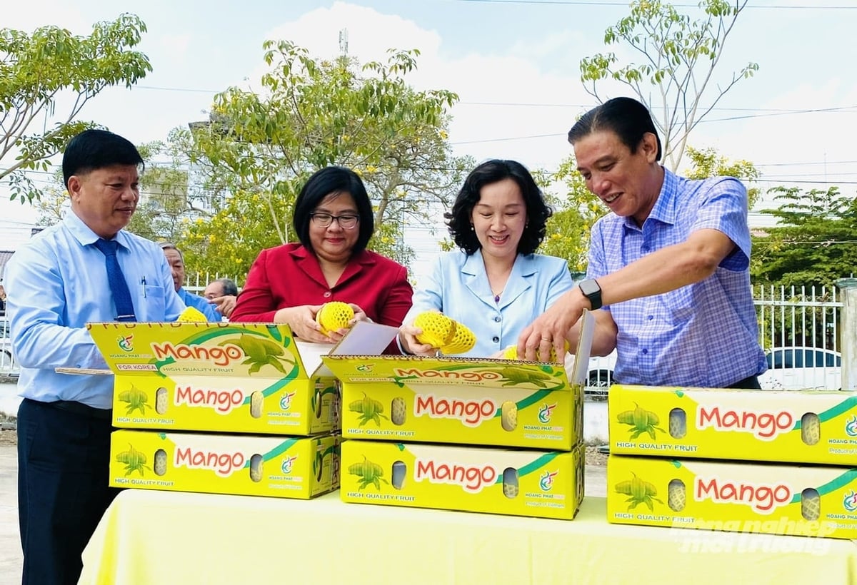 Đóng gói xoài xuất khẩu tại xã Chợ Mới, tỉnh An Giang, đã chứng được cho sự hiệu quả liên kết sản xuất, tiêu thụ giữa nông dân và doanh nghiệp trong chuyển đổi cơ cấu cây trồng thích ứng biến đổi khí hậu. Ảnh: Lê Hoàng Vũ.