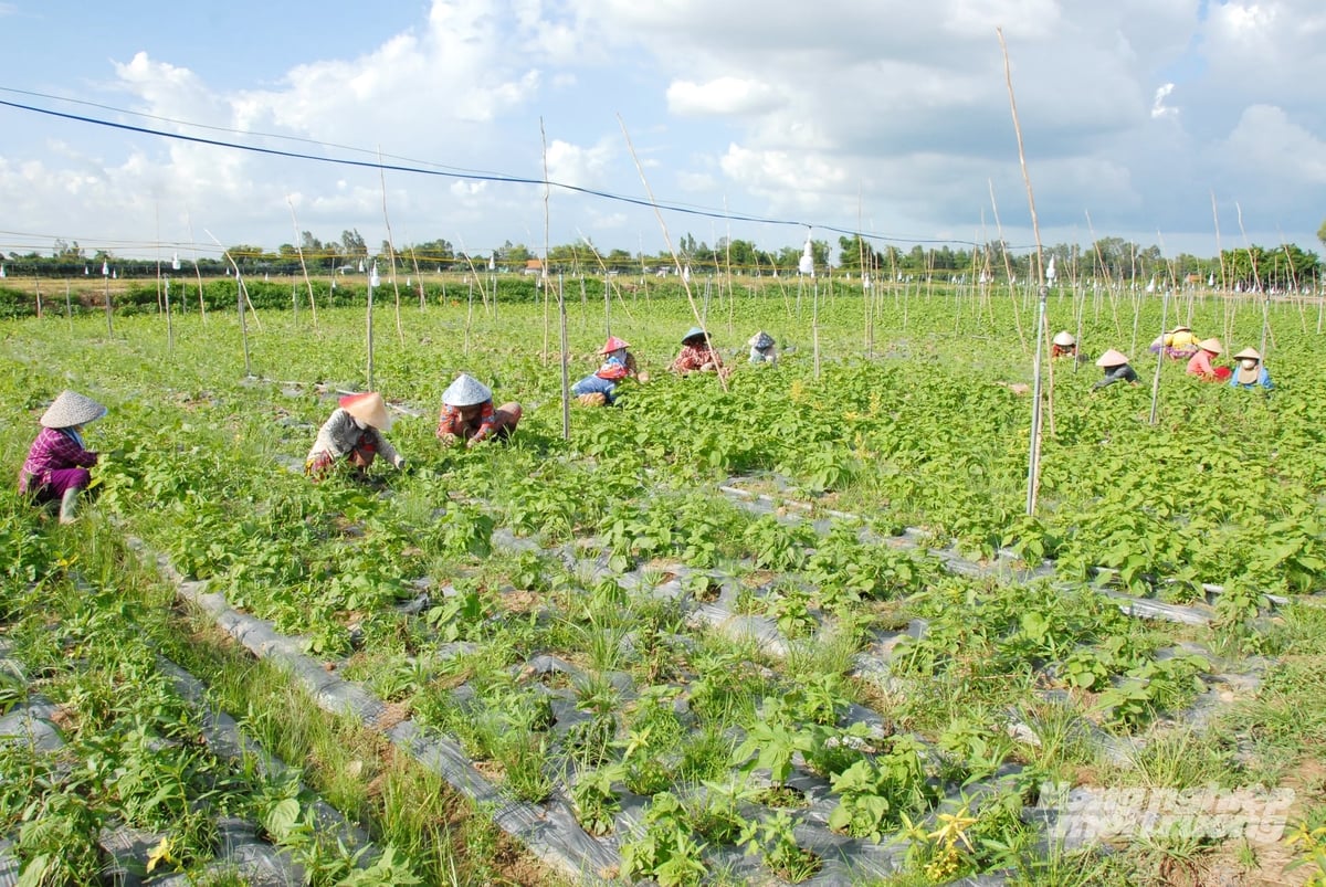Nông dân An Giang canh tác rau màu trên diện tích đất lúa chuyển đổi, áp dụng kỹ thuật mới để giảm rủi ro thời tiết và tăng giá trị sản xuất. Ảnh: Lê Hoàng Vũ.