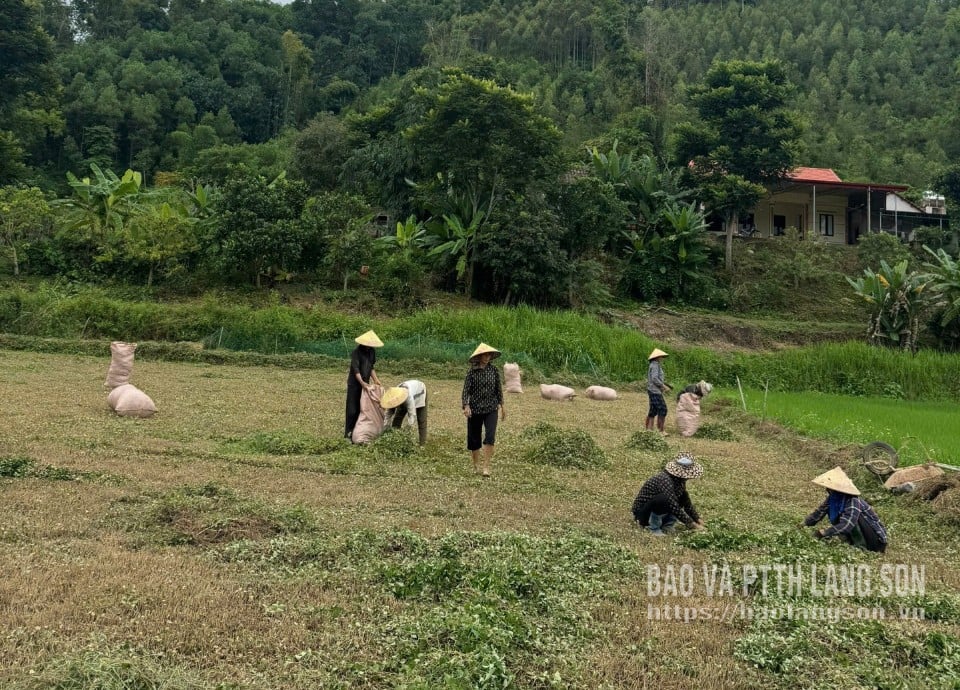 ប្រជាជននៅឃុំក្វាន់សឺនកំពុងប្រមូលផលវត្ថុធាតុដើមសម្រាប់ផលិតតែនៅសហករណ៍កែច្នៃផលិតផលកសិកម្មលូវី។
