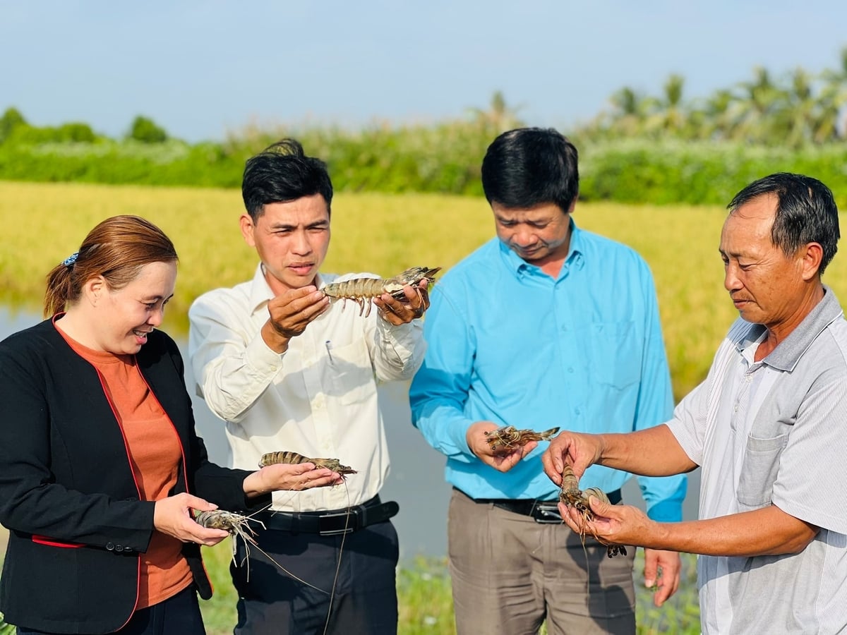 Sự phát triển đồng bộ từ nuôi tôm sinh thái, nuôi tôm công nghệ cao đến các mô hình đạt chuẩn quốc tế, Cà Mau đang từng bước khẳng định vị thế là 'thủ phủ tôm' của cả nước. Ảnh: Trọng Linh.