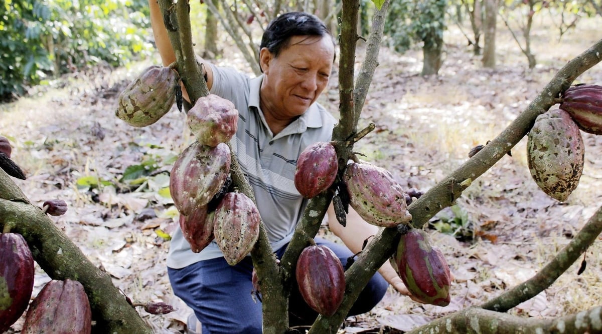 Ca cao canh tác theo hướng hữu cơ sinh trưởng ổn định, ra hoa đồng loạt, tỷ lệ đậu trái cao, tạo nền tảng nâng chất lượng hạt ca cao. Ảnh: Vân Anh.