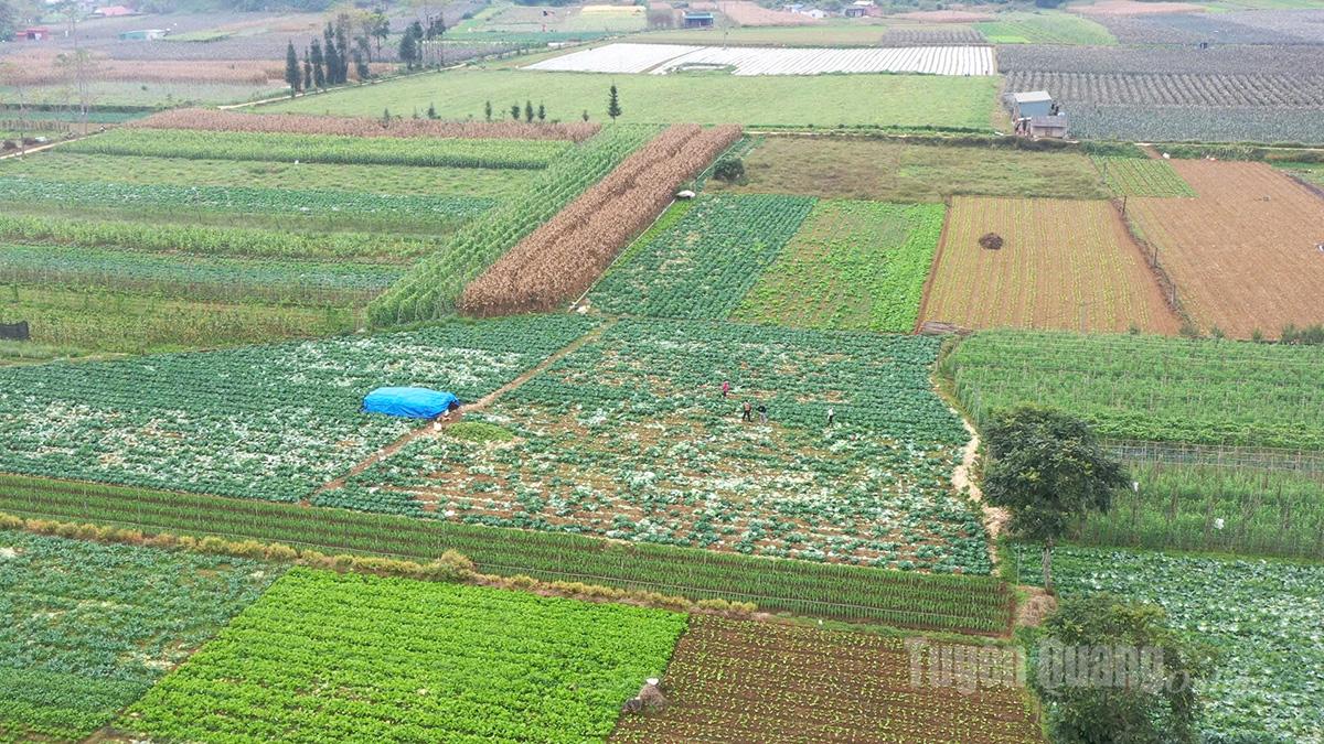 ស្រុកក្វាន់បាកំពុងបំប្លែងដំណាំដែលមានទិន្នផលទាបចំនួន ៤៦៨ ហិកតា ដែលបង្កើនតម្លៃនៃផលិតកម្មកសិកម្ម។