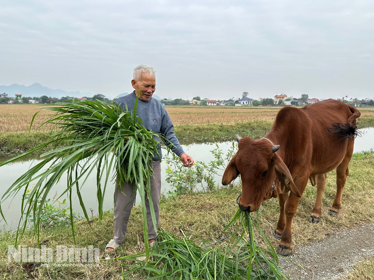 សម្រាប់លោក ង្វៀន ង៉ុក ធុយ គោបង្កាត់ពូជដែលផ្តល់ដោយគម្រោងនេះមិនត្រឹមតែជាទ្រព្យសម្បត្តិដ៏មានតម្លៃប៉ុណ្ណោះទេ ប៉ុន្តែវាក៏ជាប្រភពនៃក្តីសង្ឃឹមដែលផ្តល់ឱ្យគាត់នូវទំនុកចិត្តក្នុងការដាក់ពាក្យស្នើសុំដកចេញពីបញ្ជីគ្រួសារក្រីក្រផងដែរ។