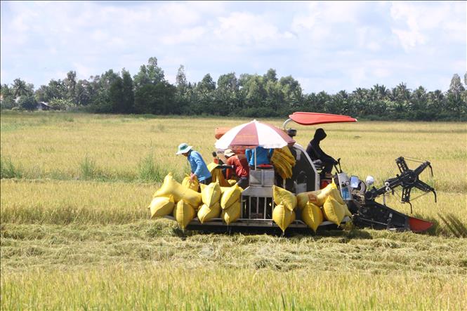 بالنسبة للأرز، فقد تم تجاوز الأهداف المحددة لكل من المساحة والإنتاج بحلول عام 2025. الصورة: وكالة الأنباء الفيتنامية.