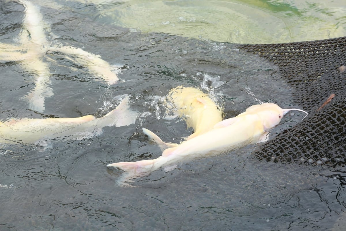 湖の清らかで酸素が豊富な水を利用することで、魚は繁殖し、病気にかかりにくくなり、飼育コストが削減され、生産性が向上します。写真：タン・ンガ