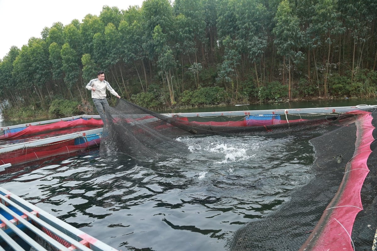 イエンタン村は現在、養殖場における魚の養殖を、住民の収入を増やすための重要な職業の一つと位置付けている。写真：タン・ンガ