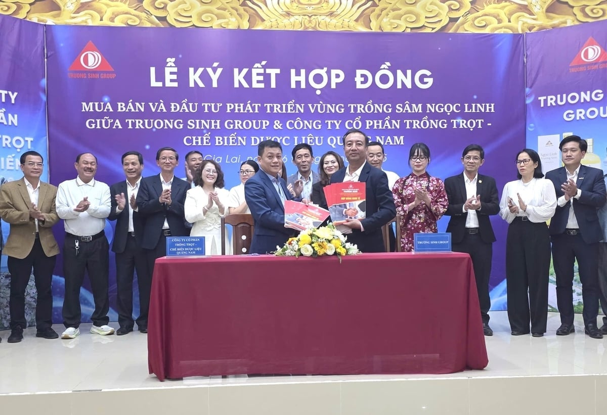 ក្រុមហ៊ុន Truong Sinh បានចុះហត្ថលេខាលើកិច្ចព្រមព្រៀងជាមួយក្រុមហ៊ុនភាគហ៊ុនដាំដុះ និងកែច្នៃឱសថបុរាណ Quang Nam ដើម្បីអភិវឌ្ឍតំបន់ដាំដុះយិនស៊ិន Ngoc Linh។ រូបថត៖ Tuan Anh។ Trường Sinh Group ký kết với Công ty Cổ phần Trồng trọt - Chế biến dược liệu Quảng Nam phát triển vùng trồng sâm Ngọc Linh. Ảnh: Tuấn Anh.