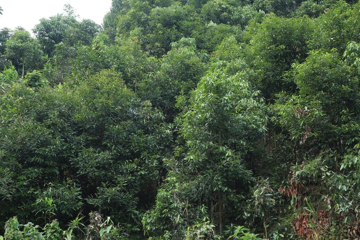 Xã Tân Hợp có hơn 6.000 ha quế. Ảnh: Thanh Tiến.