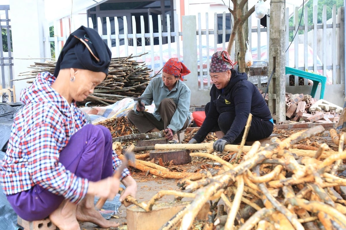 Giữa mua thu hoạch quế, các xưởng sơ chế hoạt động hết công suất. Ảnh: Thanh Tiến.
