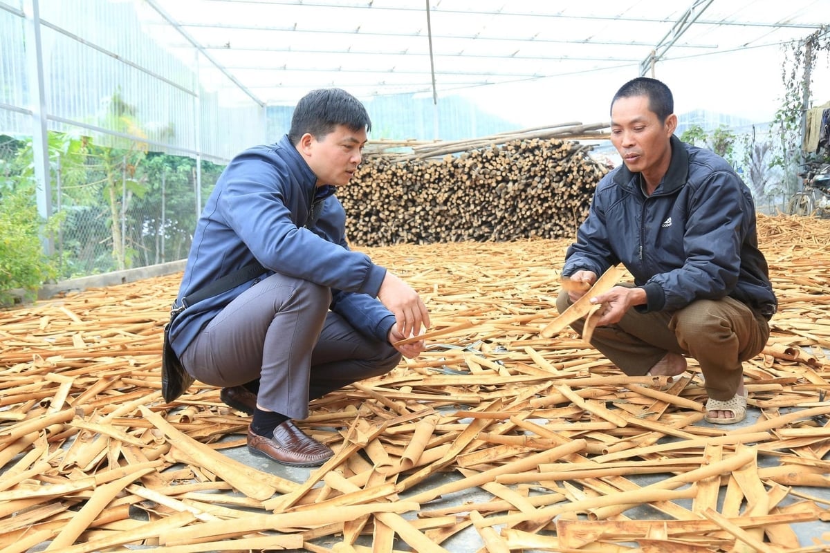 Anh Chinh sơ chế vỏ quế, sau đó mới bán cho đơn vị thu mua để nâng cao giá trị. Ảnh: Thanh Tiến.