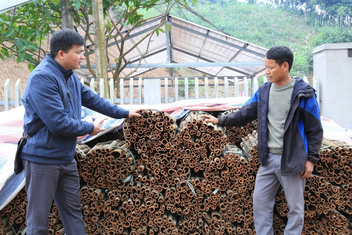 Trong thời gian tới, xã Tân Hợp phấn đấu mở rộng diện tích quế hữu cơ và thu hút doanh nghiệp chế biến sâu. Ảnh: Thanh Tiến.