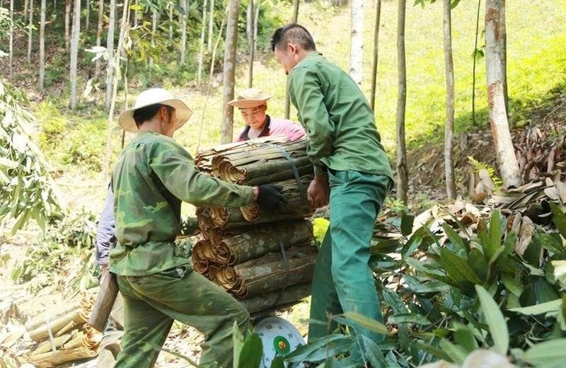 Hiện xã Ba Chẽ có hơn 1.000 ha Quế, cho sản lượng trung bình mỗi năm khoảng 50 tấn vỏ quế tươi. Ảnh: Thùy Loan.