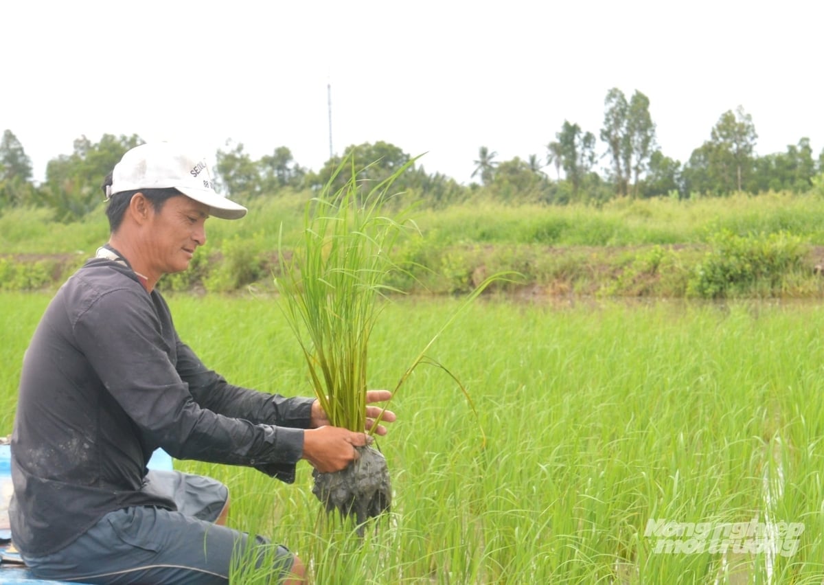 Canh tác lúa với quy trình hiện đại, quản lý sức khỏe cây trồng tổng hợp giúp bụi nở to, cây khỏe, giảm dịch hại, môi trường được bảo vệ tốt hơn. Ảnh: Trung Chánh.